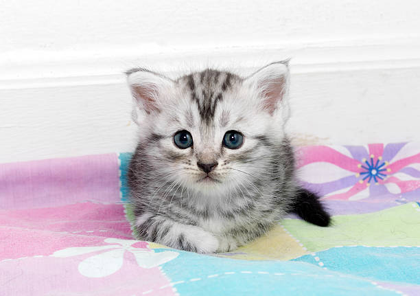 istock Cute American shorthair cat kitten with copy space 594043442