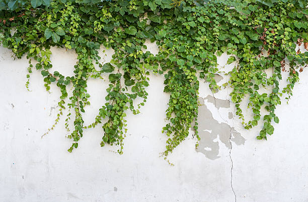 istock ivy leaves isolated on a white background 594043468