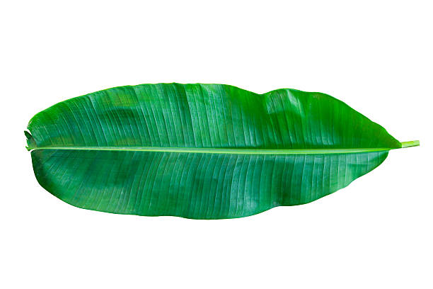 istock green banana leaf isolated on white background 594043872