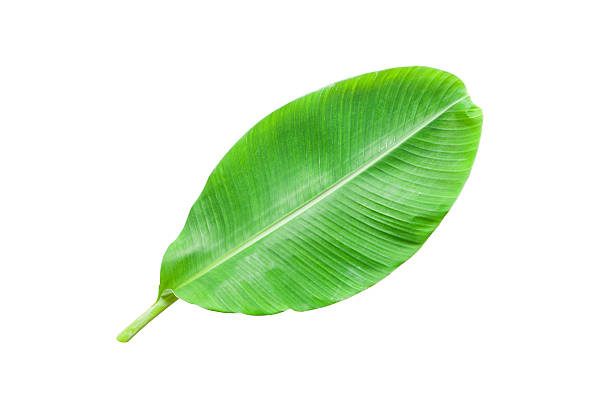 istock Fresh Banana Leaf isolated on white background. 594044846