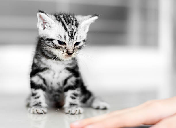 istock Cute American shorthair cat kitten with copy space 594044976