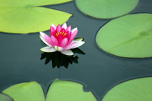 istock bright red flower lily lotus water 594045132