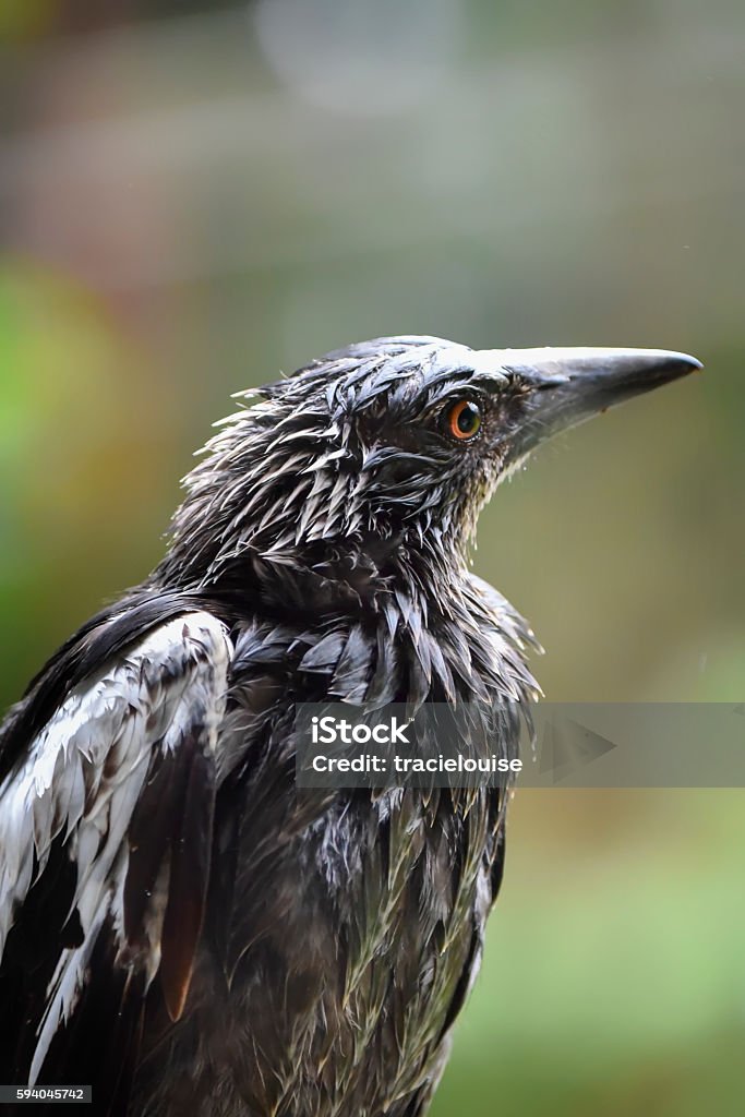 Soaking wet magpie Australian magpie close up, standing in the rain Aggression Stock Photo