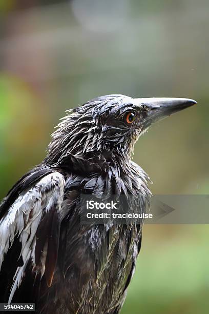 Soaking Wet Magpie Stock Photo - Download Image Now - Aggression, Animal, Animal Body Part