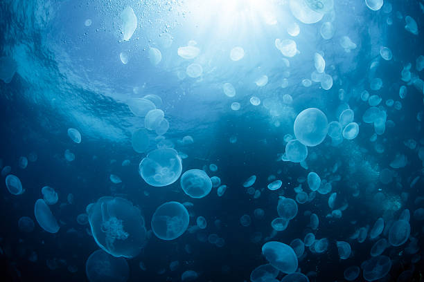 enorme escuela de jalea de agua - jellyfish animal cnidarian sea fotografías e imágenes de stock