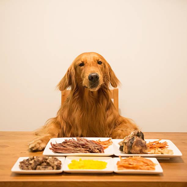 istock Golden retriever eating at the table 594049526