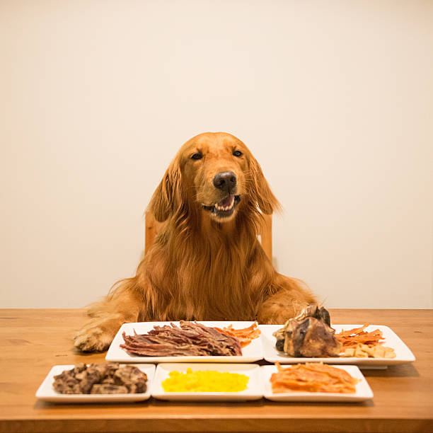 istock Golden retriever eating at the table 594049592