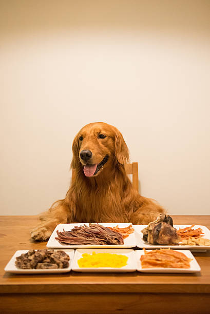 istock Golden retriever eating at the table 594050054