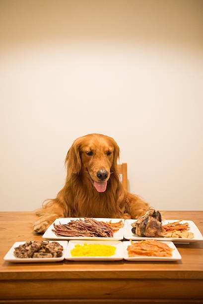istock Golden retriever eating at the table 594050202