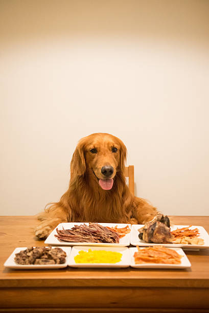istock Golden retriever eating at the table 594050522