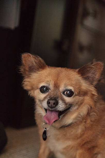 istock Chubby elderly Chihuahua Pomeranian mix 594051302