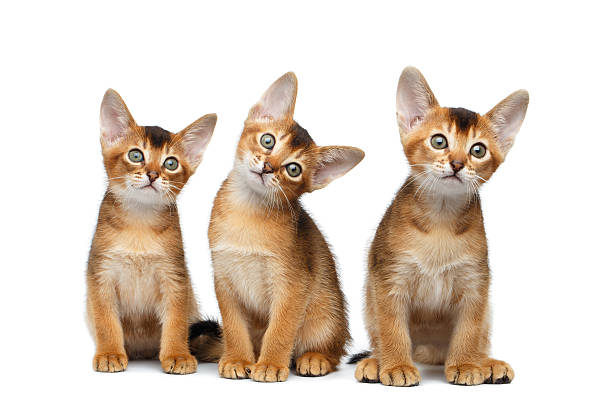 istock Three Cute Abyssinian Kitten Sitting on Isolated White Background 594052244