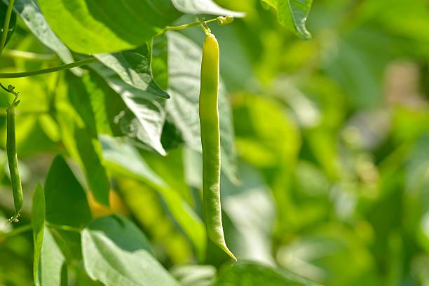 vagens de feijão unripe (phaseolus vulgaris) - bush bean - fotografias e filmes do acervo