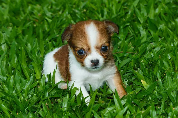 Photo of chihuahua ,chihuahua puppy,dog,pet,Cute .