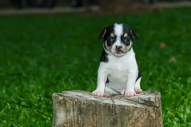 Photo of chihuahua ,chihuahua puppy,dog,pet,Cute .