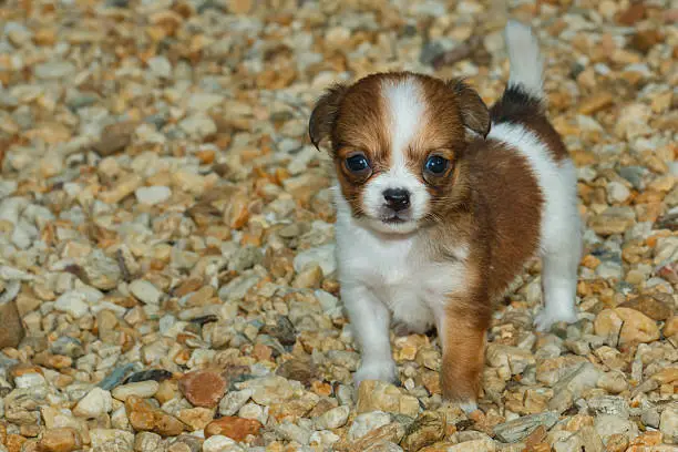 Photo of chihuahua ,chihuahua puppy,dog,pet,Cute .