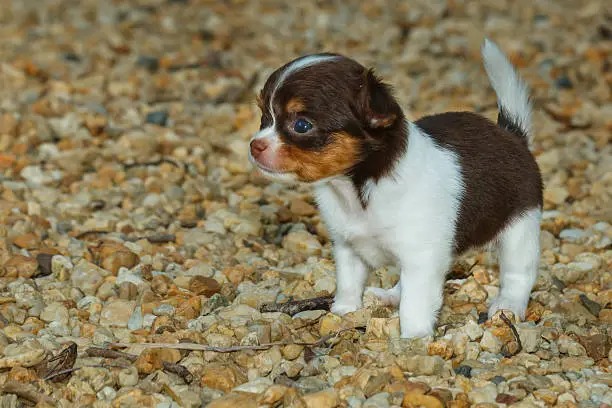 Photo of chihuahua ,chihuahua puppy,dog,pet,Cute .