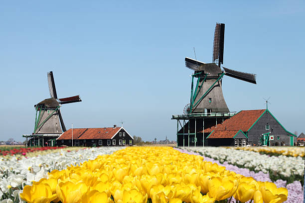 Dutch windmill tulip flower field, Netherlands