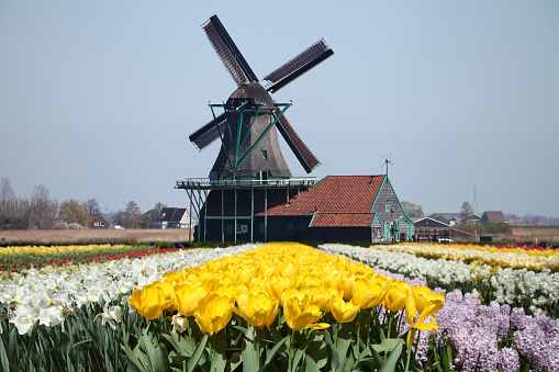 Dutch windmill tulip flower field, Netherlands