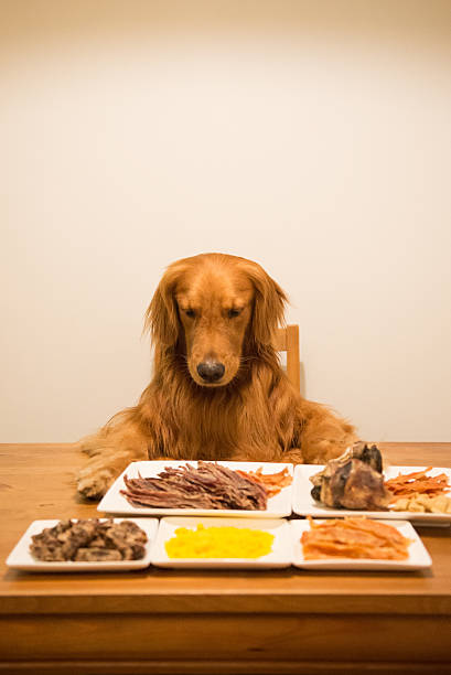 istock Golden retriever eating at the table 594055010