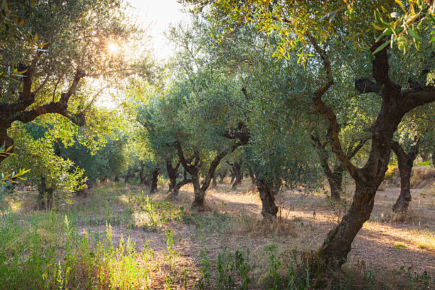 istock Olive trees with green fruits in morning sunlight 594055278