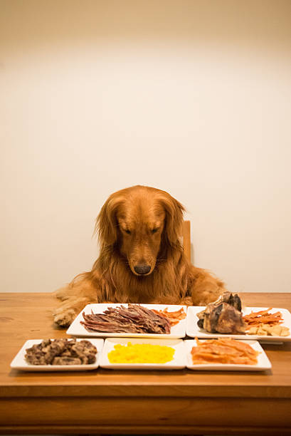 istock Golden retriever eating at the table 594055452