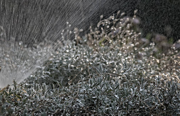 istock Rainy day in my garden. 594055930
