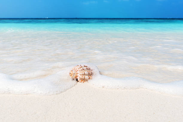 istock Seashell on the sunny beach in sea waves 594056258