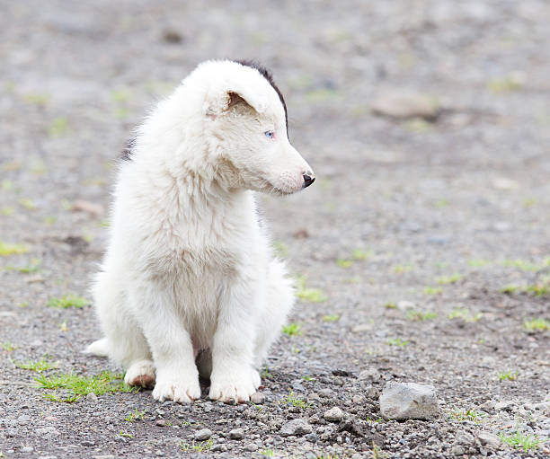 istock Border Collie puppy on a farm 594057204