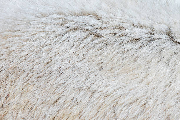 close-up di un polarbear - polar bear endangered species bear arctic foto e immagini stock