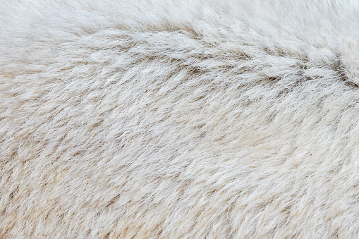 Close-up of the fur of a polarbear