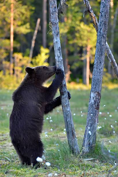 istock The Cub of Brown Bear 594058040