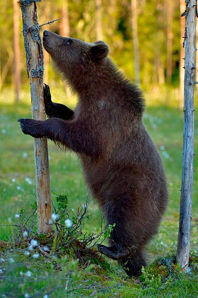 istock The cub of a bear standing on his hind legs 594058192