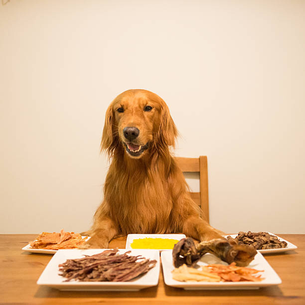 istock Golden retriever eating at the table 594058372