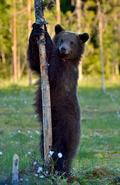 istock The Cub of Brown Bear 594058374