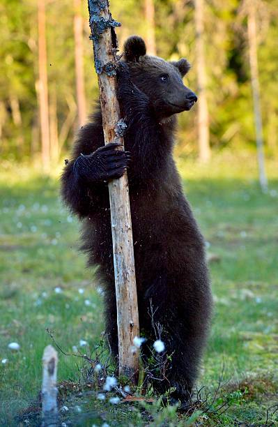 istock The Cub of Brown Bear 594058518