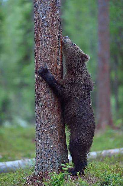 istock The Cub of Brown Bear 594058620