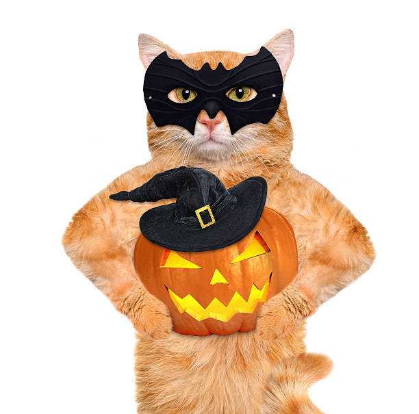 istock Cat wearing costume for halloween with a pumpkin. 594058856