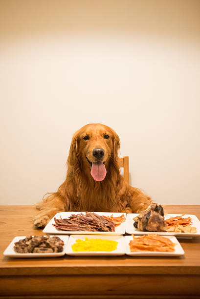 istock Golden retriever eating at the table 594059540