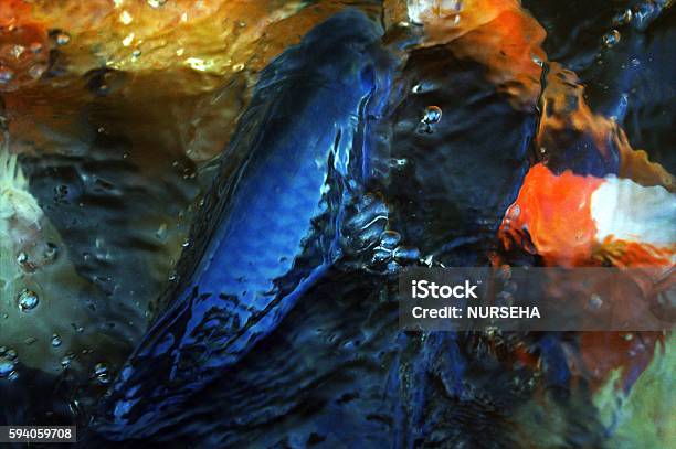 Textural Fish Activity Texture Of Water In A Koi Fish Movement Stock Photo - Download Image ...