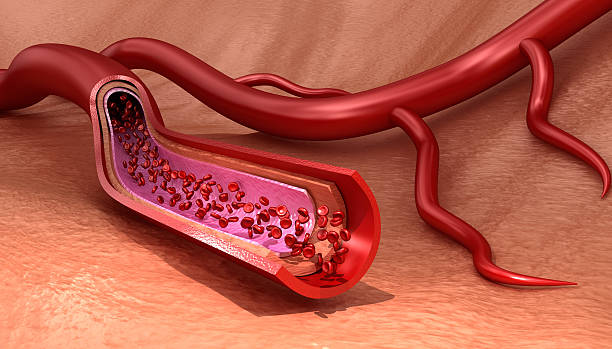 naczynie krwionośne w plasterkach makro z erytrocytów - human blood vessel human artery human cardiovascular system human vein zdjęcia i obrazy z banku zdjęć
