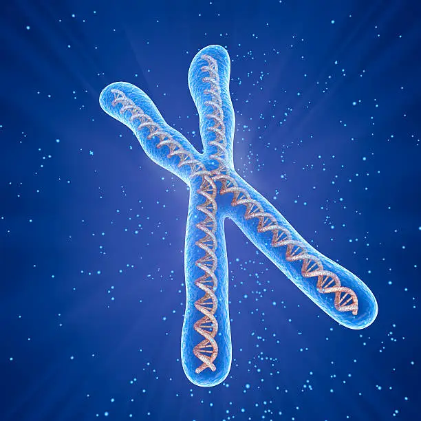 Photo of Chromosome molecule concept, Medical accurate 3D illustration