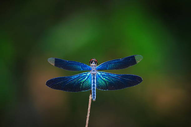 Dragonfly, insects, nature. Dragonfly in nature Thailand. dragonfly photos stock pictures, royalty-free photos & images
