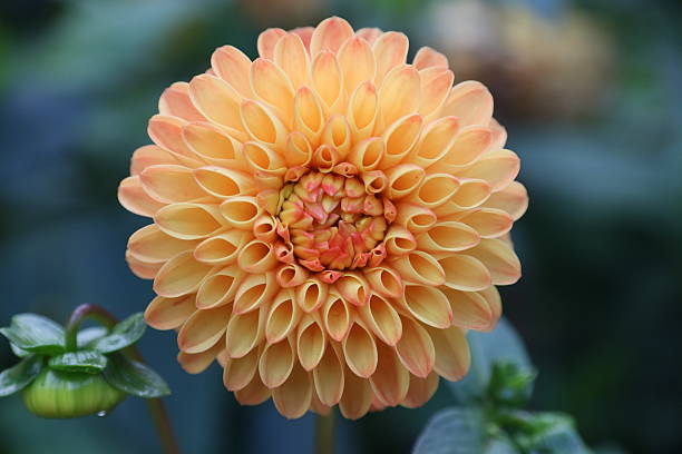 istock Flower in the garden 594071946