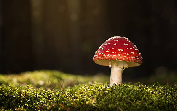 Toadstool Close up of a poisonous mushroom in the forest with copy space amanita muscaria stock pictures, royalty-free photos & images