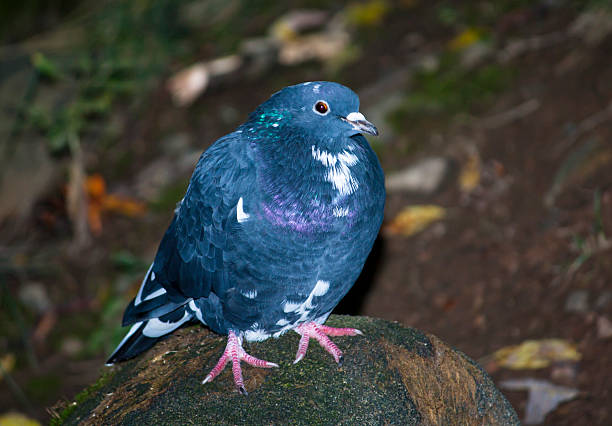 istock Blue pigeon sitting on a rock 594073714