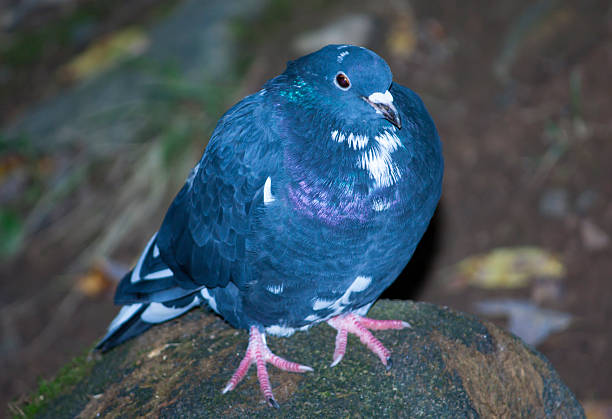 istock Blue pigeon sitting on a rock 594073784