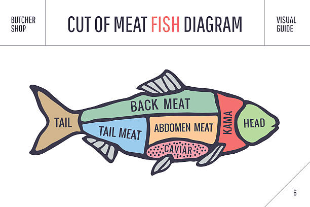 ilustrações, clipart, desenhos animados e ícones de corte de carne série. dossel e esquema diagrama de açougueiro - sea life centre