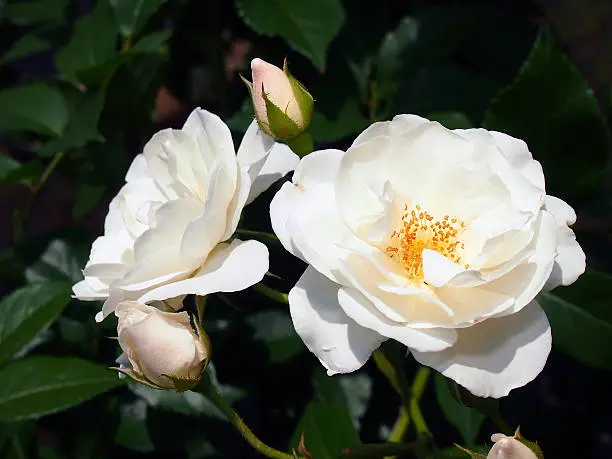 Roses, Icebergs