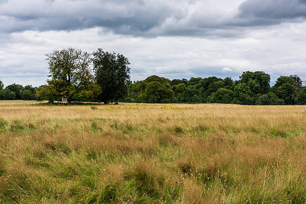 celbridge irlandia long grass field dark weather krajobraz - celbridge zdjęcia i obrazy z banku zdjęć